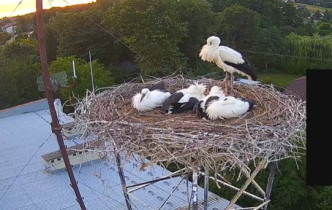 Obraz podglądu z kamery internetowej Storks Skołyszyn